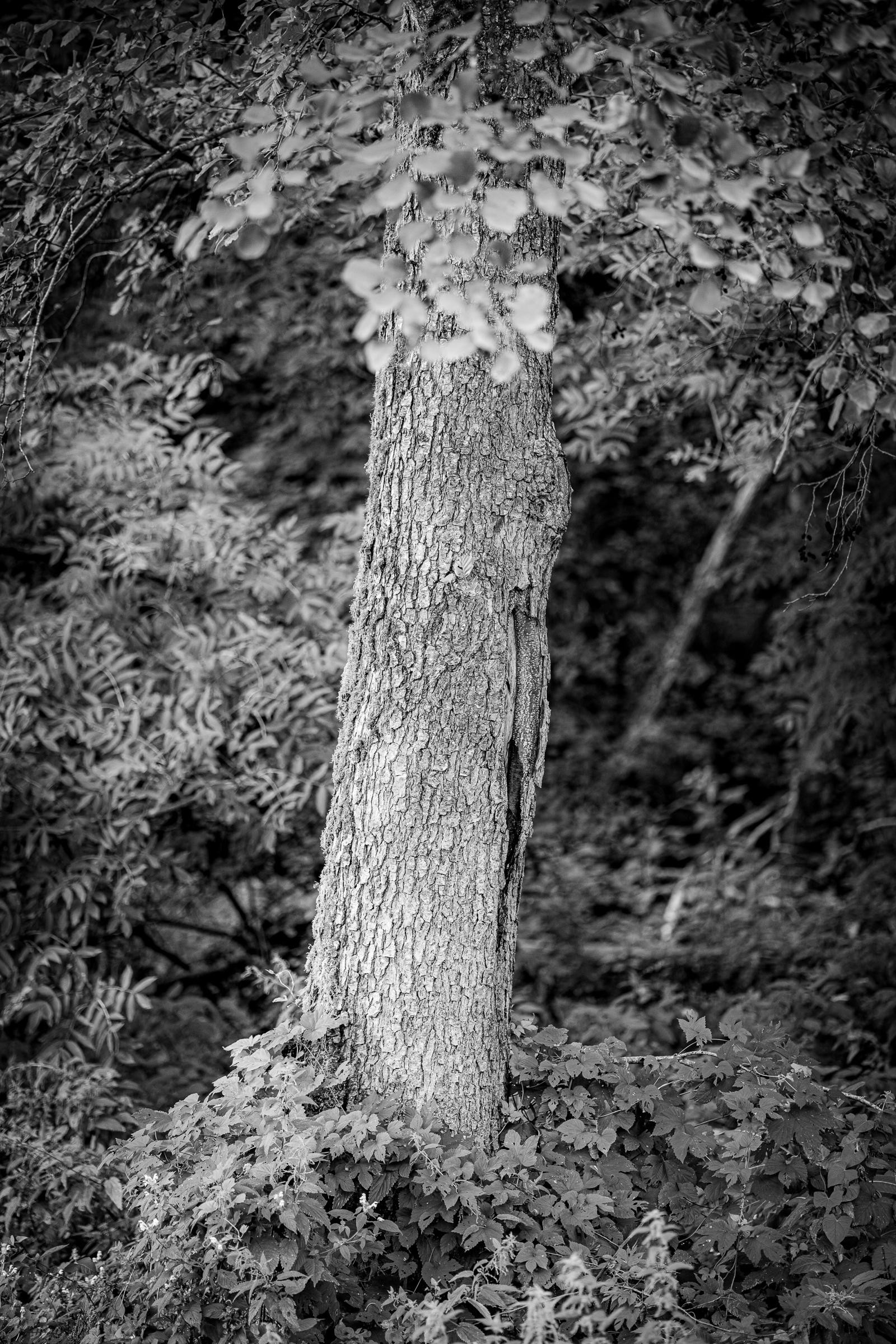 Schwarzweiß-Fotos eines Baums. Der Baumstamm ist in der Mitte des Bildes. Unten viele Gewächse, oben und um die Seiten viele Blätter.